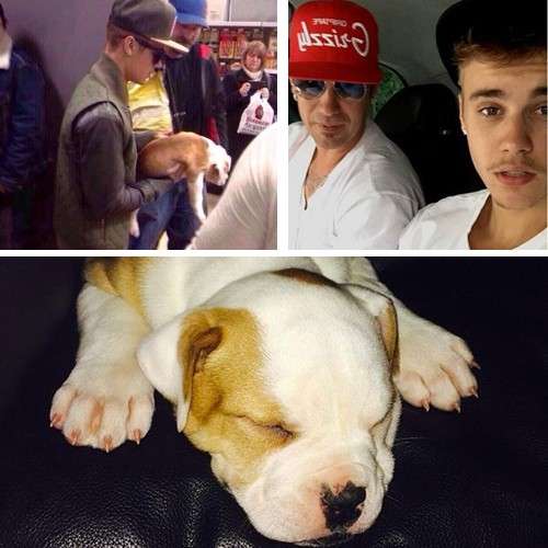 Justin Bieber: il padre lancia il cane dalla finestra