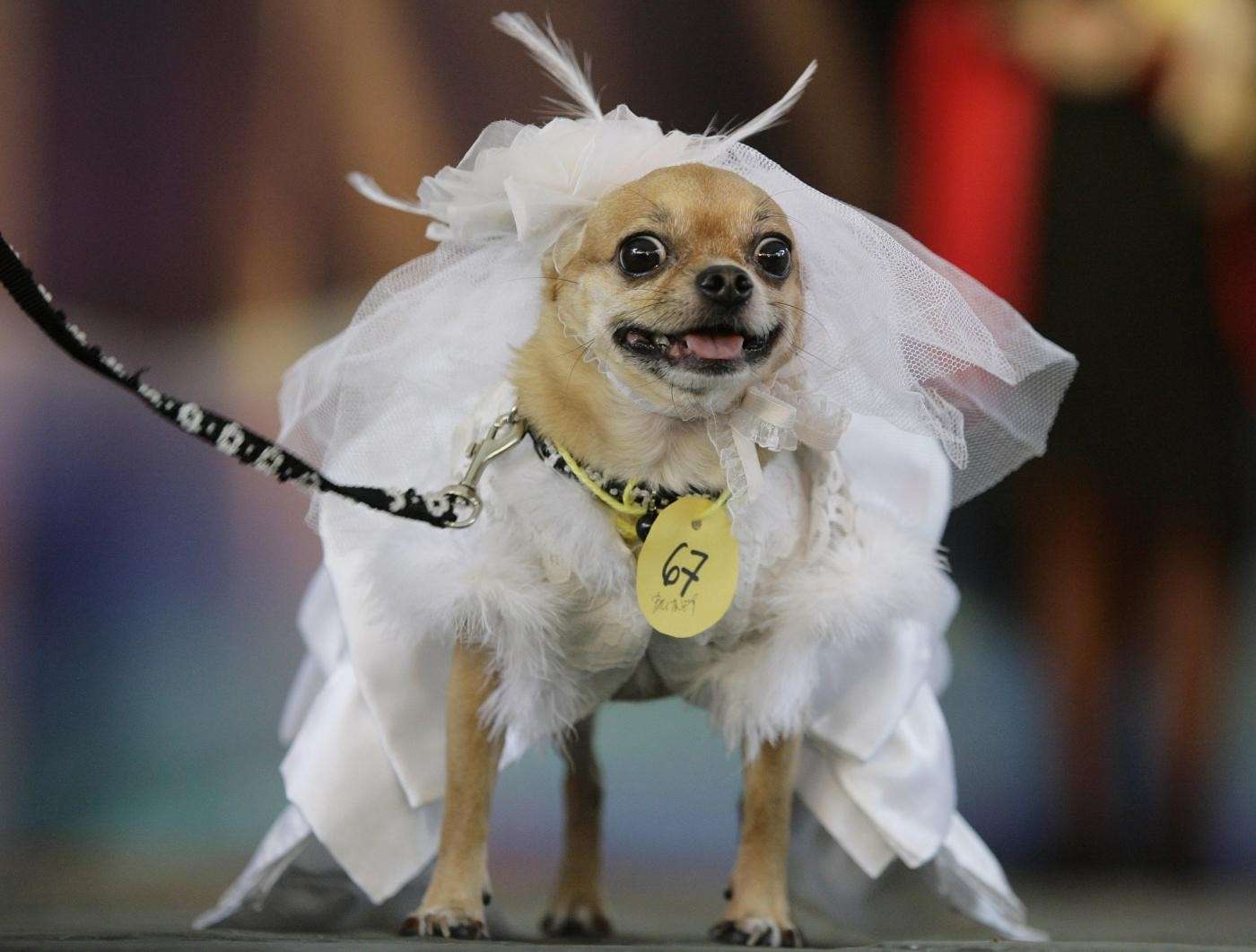 Cane che si sposa