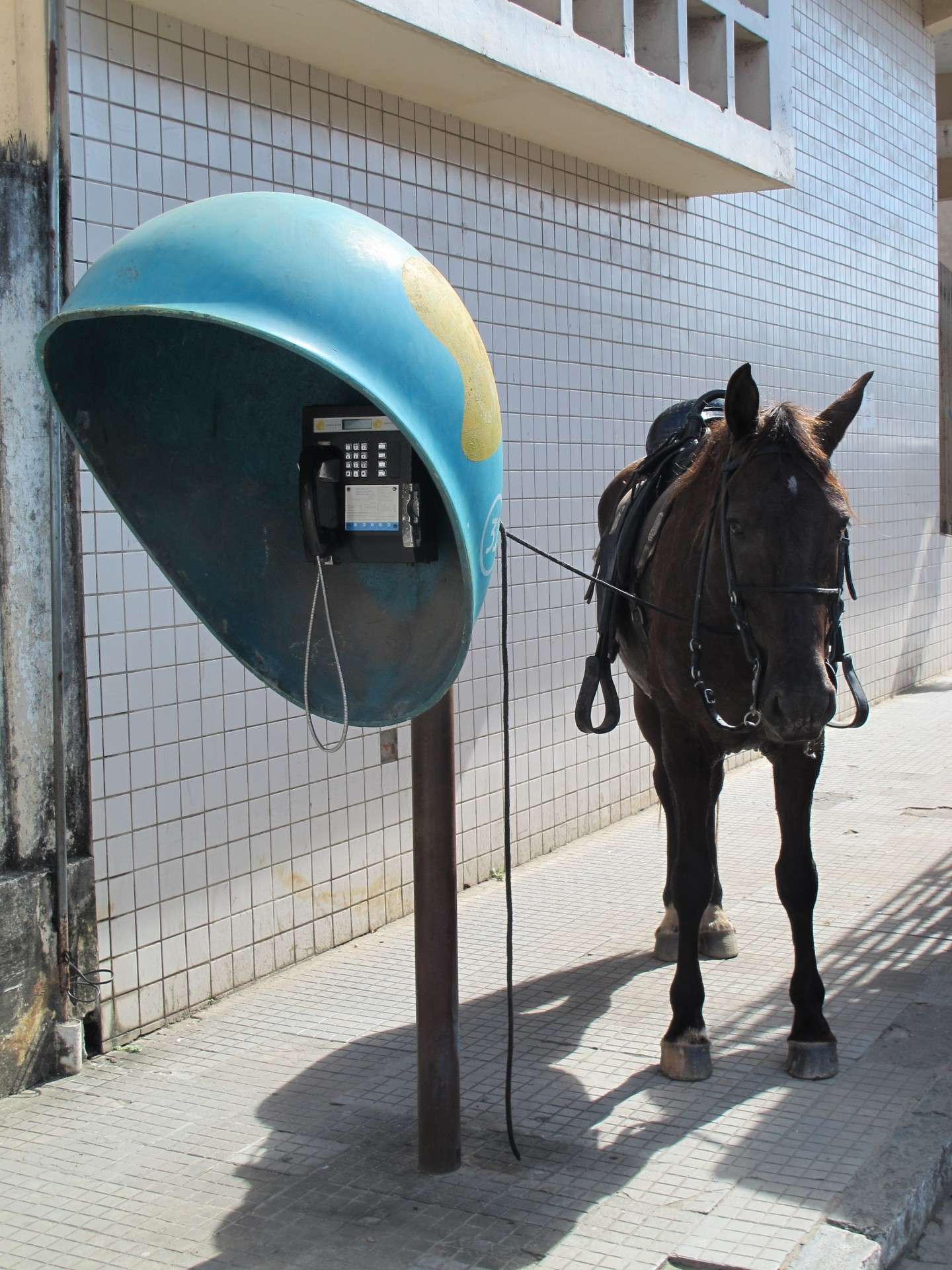 Cavallo alla cabina telefonica