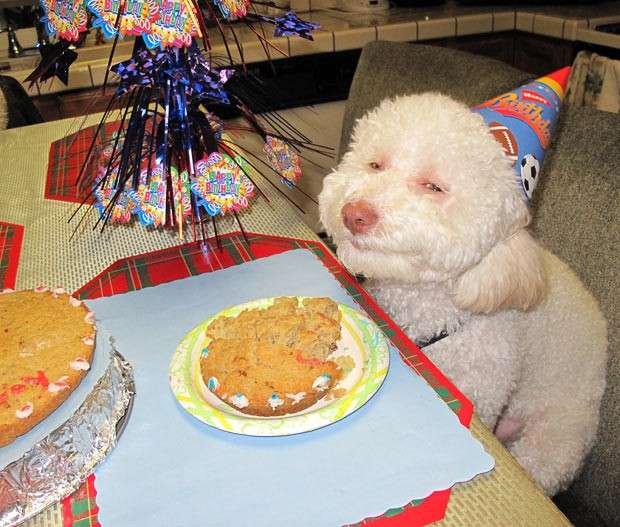 Compleanno di un cane