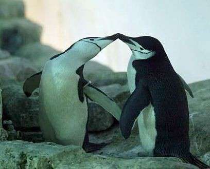 Pinguini che amoreggiano