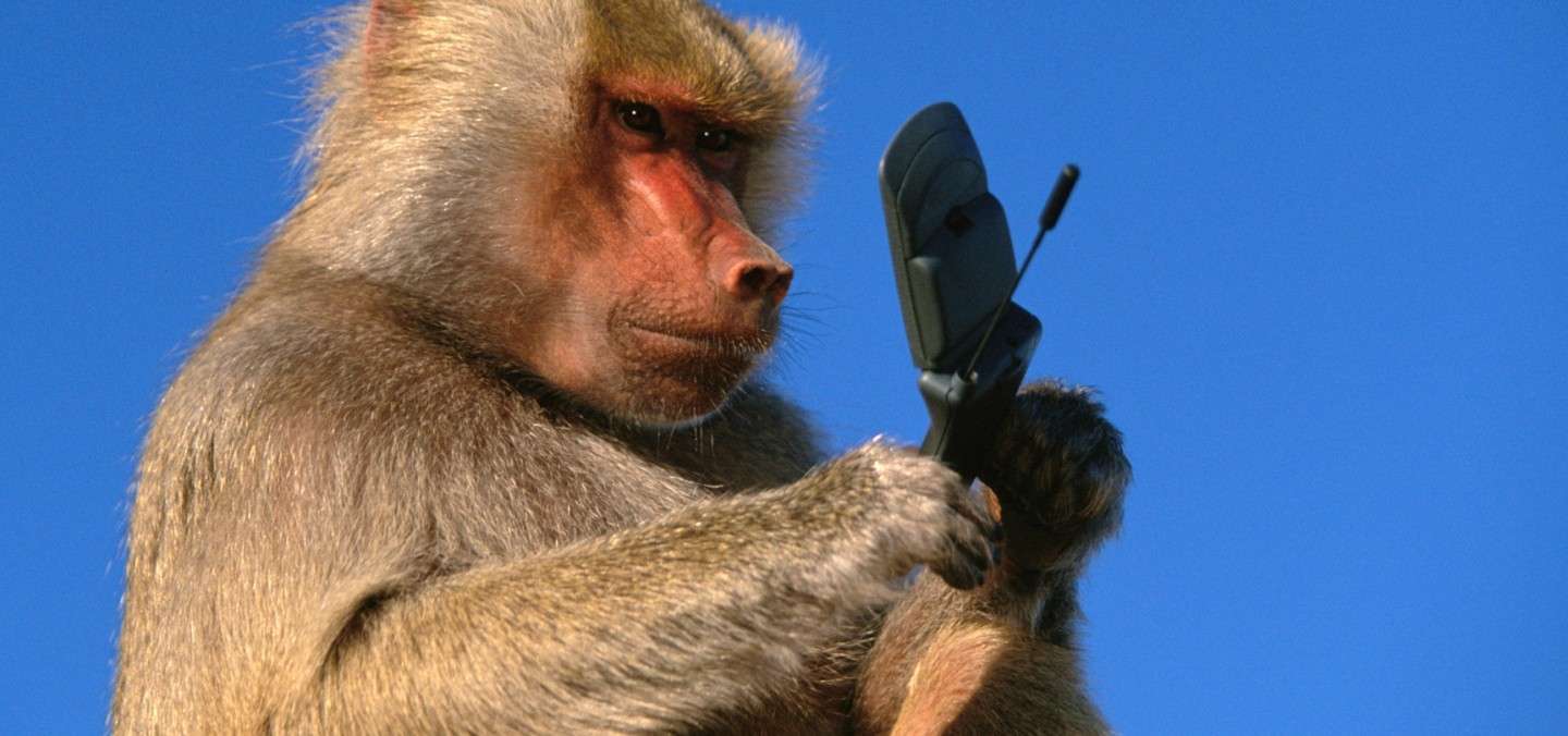 Scimmia con cellulare