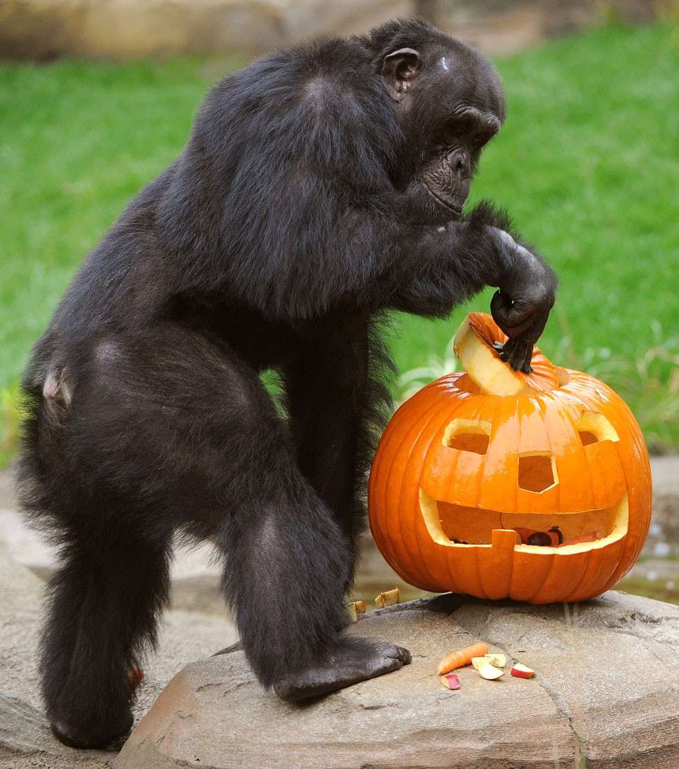 Scimmia con zucca halloween