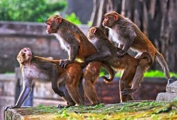 Scimmie fanno il trenino