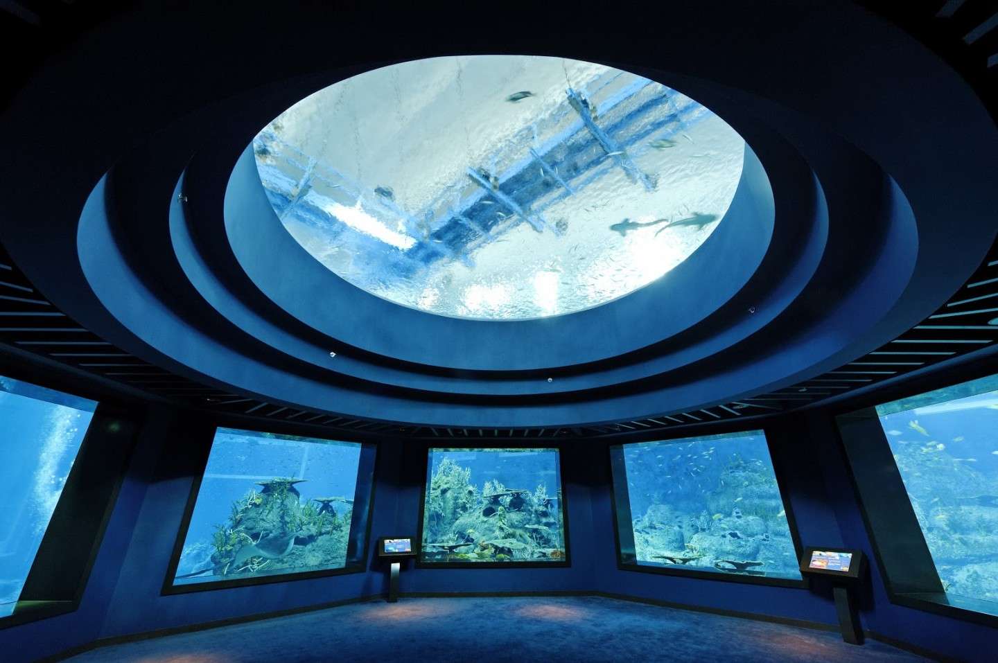 Acquario Ocean Dome