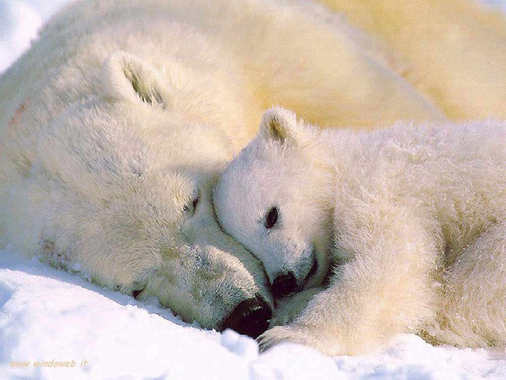 Cucciolo orso polare