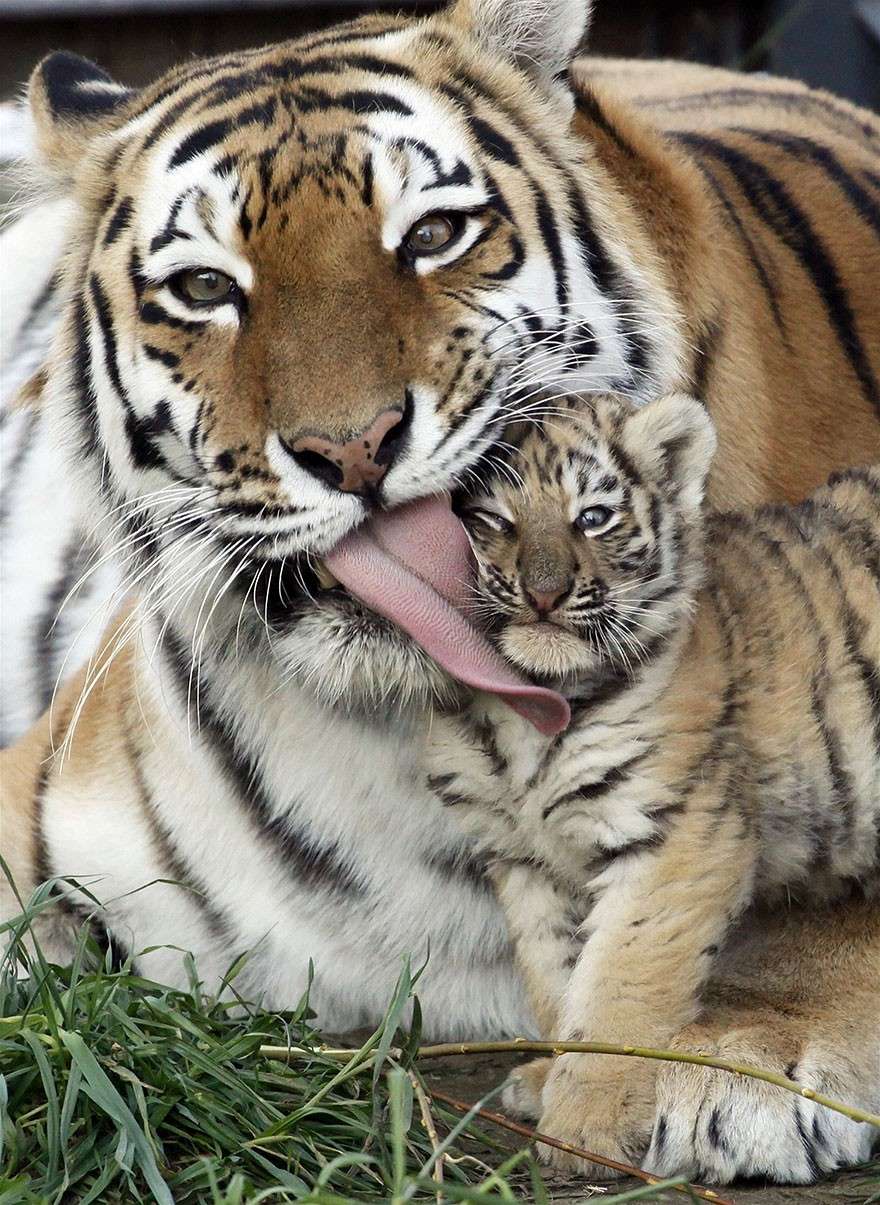 Mamma tigre