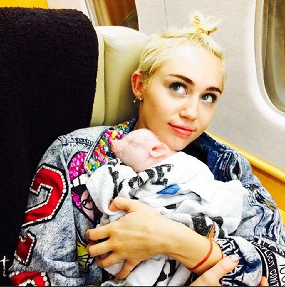 Miley Cyrus maialino