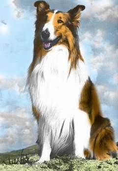 Film sugli animali: Lassie
