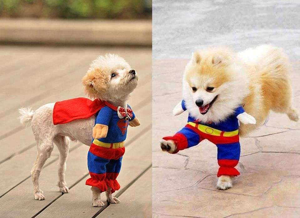 Cagnolino vestito da Superman