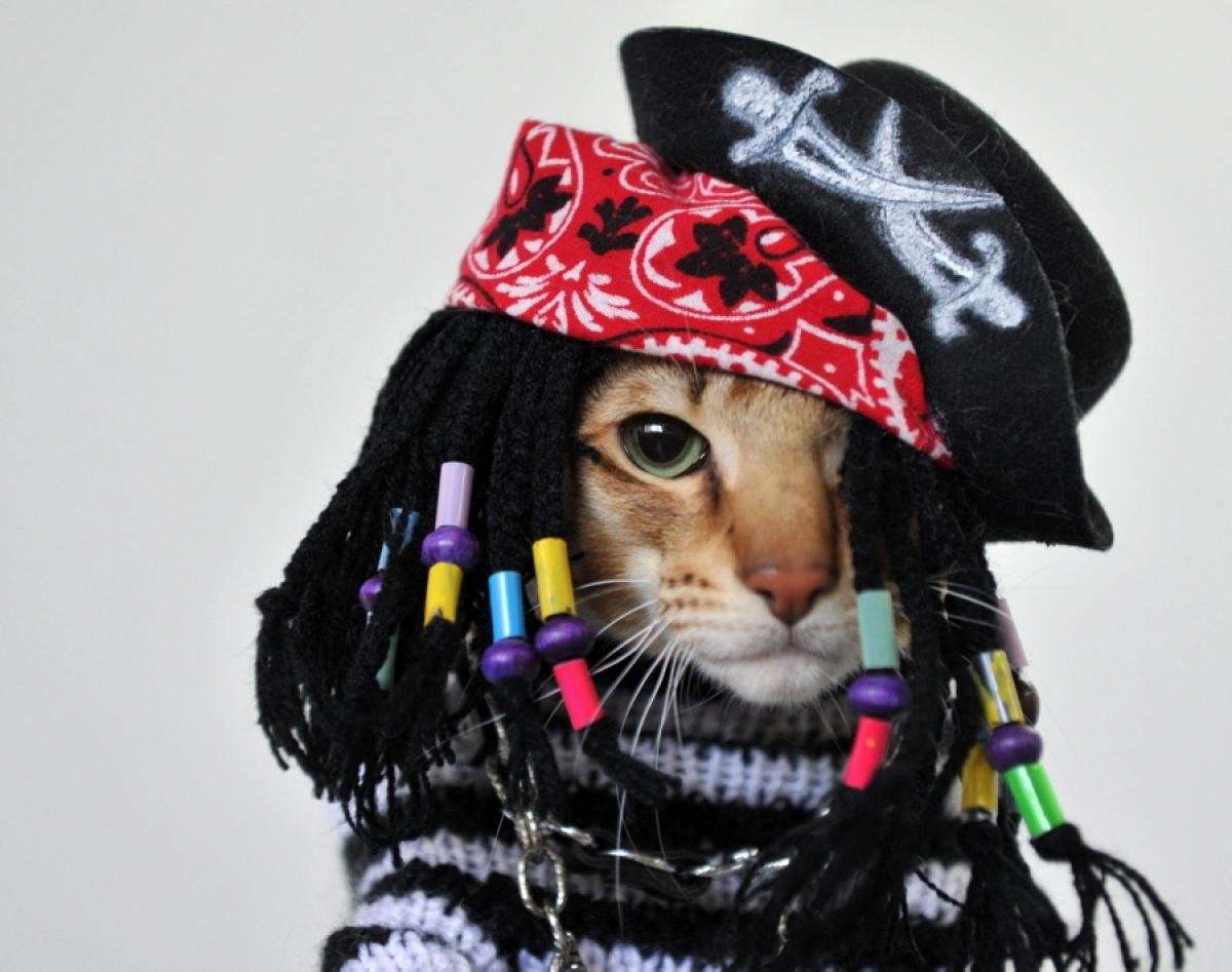 Gatto come Jack Sparrow