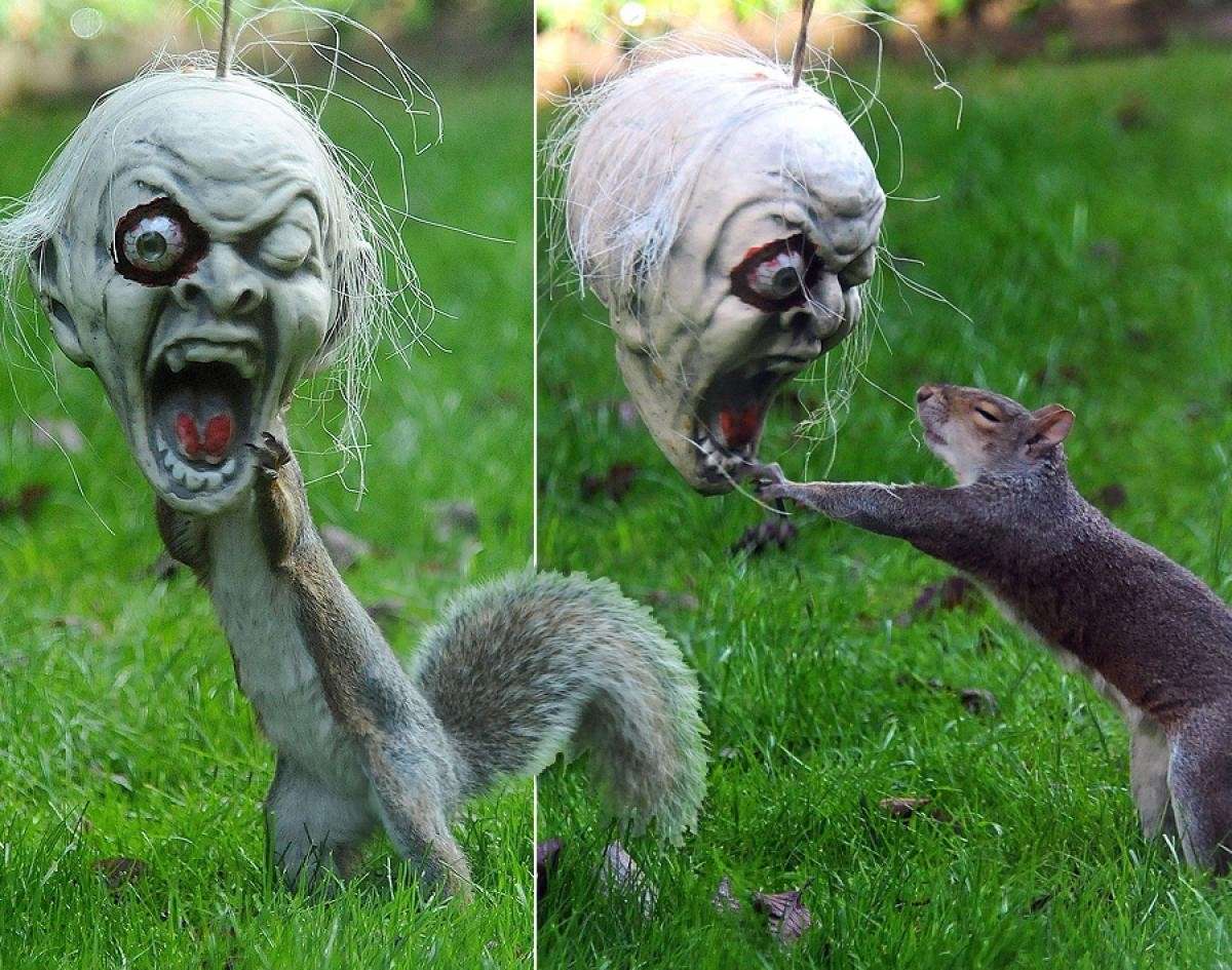 Zombie e scoiattolo