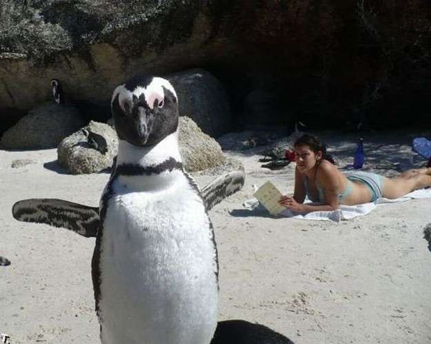 Il pinguino in spiaggia