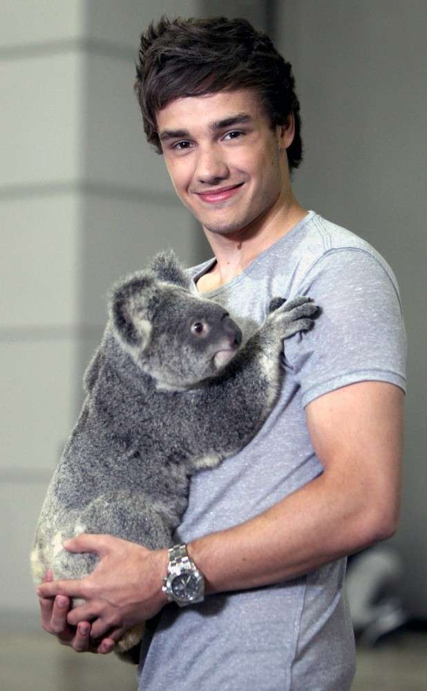 Liam Payne ed il koala