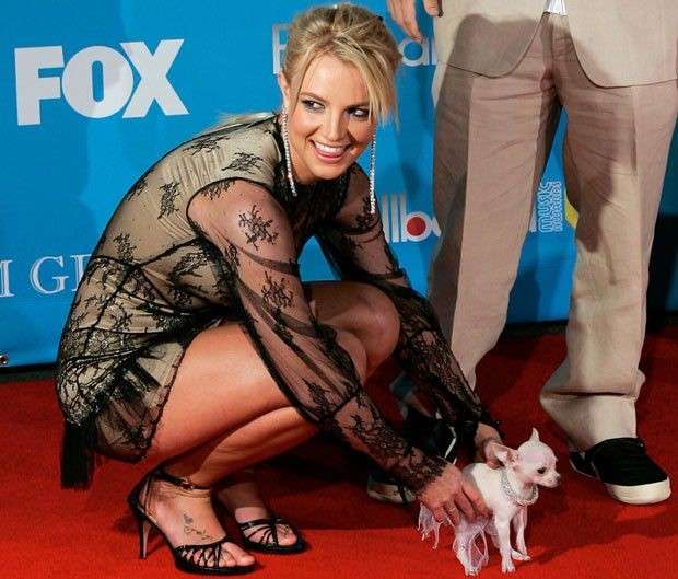 Britney Spears e il suo cane
