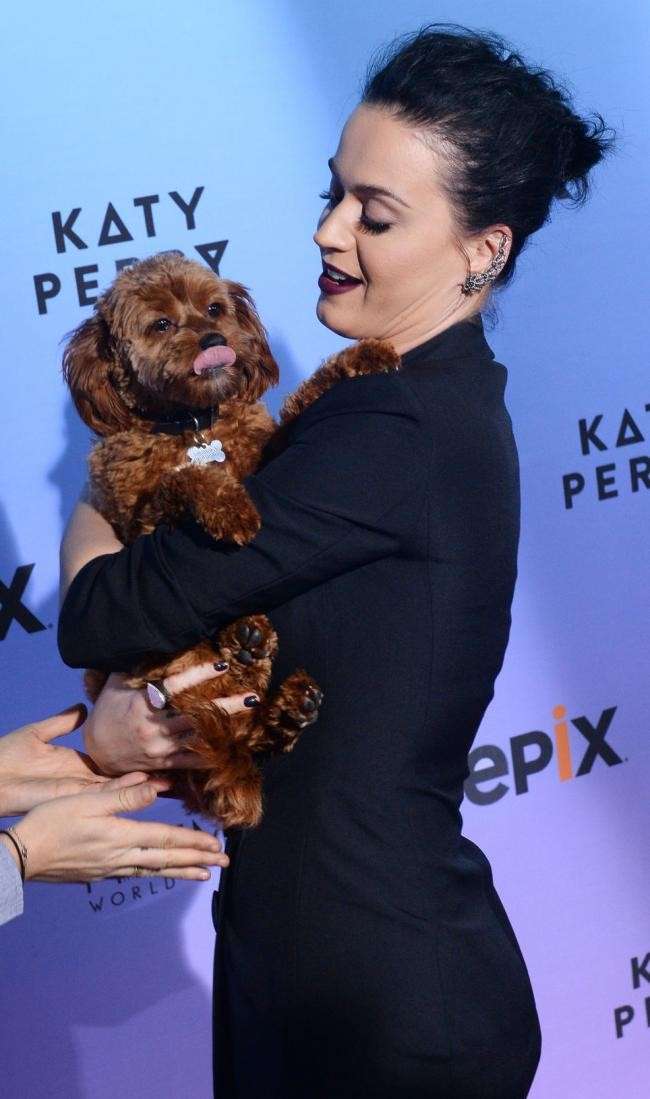 Katy Perry con il suo cane