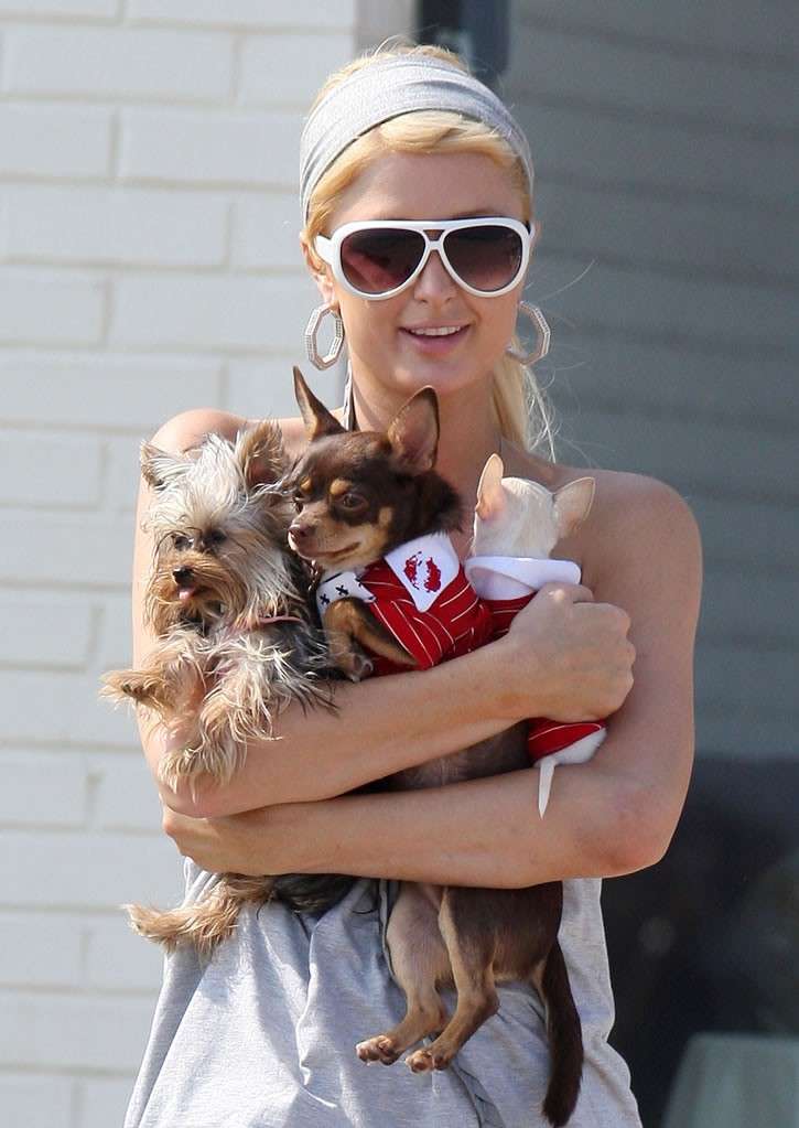 Paris Hilton con i suoi cagnolini