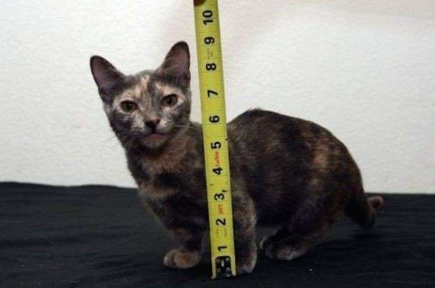 l gatto più piccolo del mondo