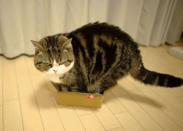 Maru il gatto delle scatole