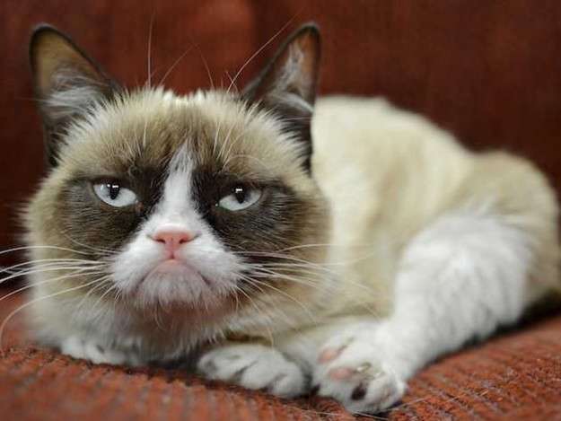 Una foto di Grumpy Cat