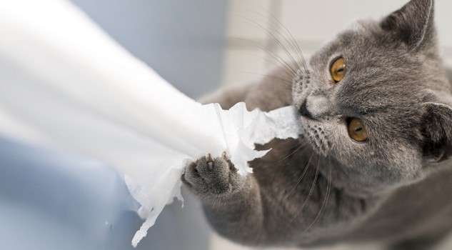 Gatto con carta igienica