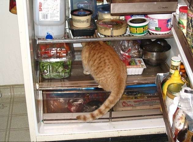 Gatto nel frigo