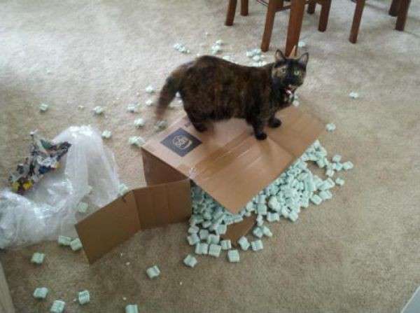 Un disastro di gatto