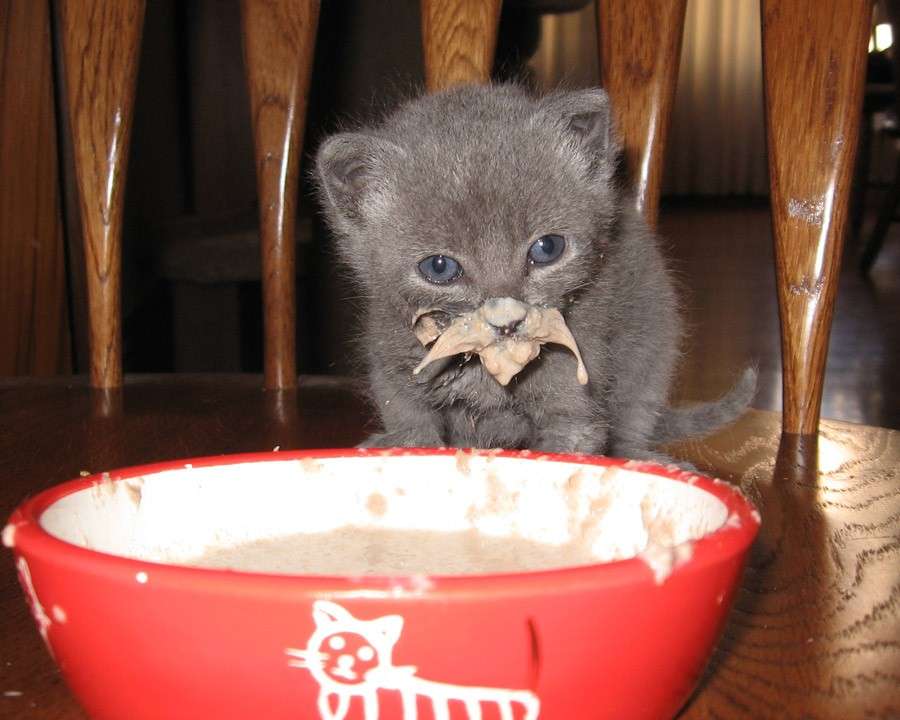 Gatto mangione