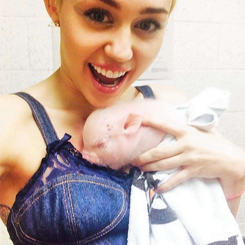 Miley Cyrus, denim e maialino