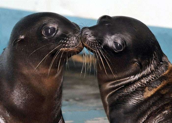 Due foche innamorate