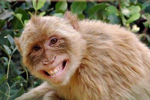 La scimmia che ride