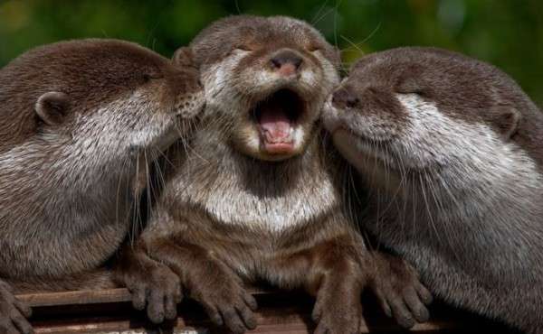 Tre lontre che giocano felici