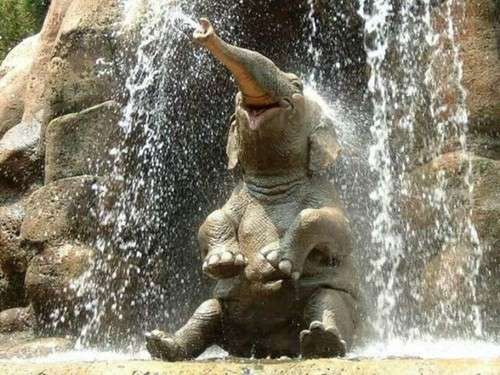 Un elefante felice