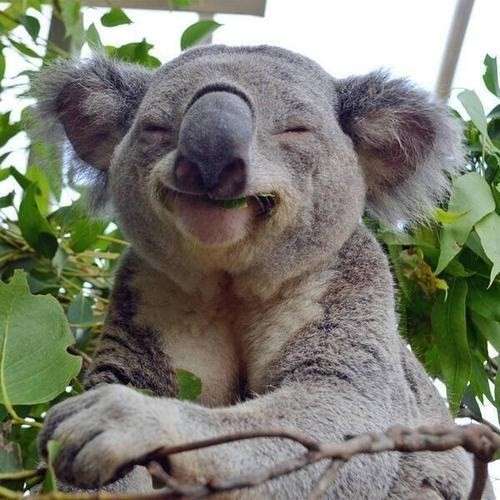 Un koala che ride