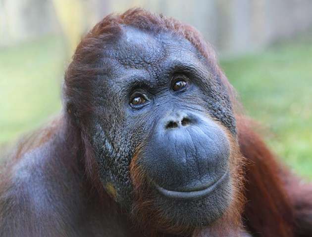 Un orangutan che sorride