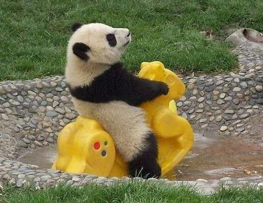 Un panda che gioca