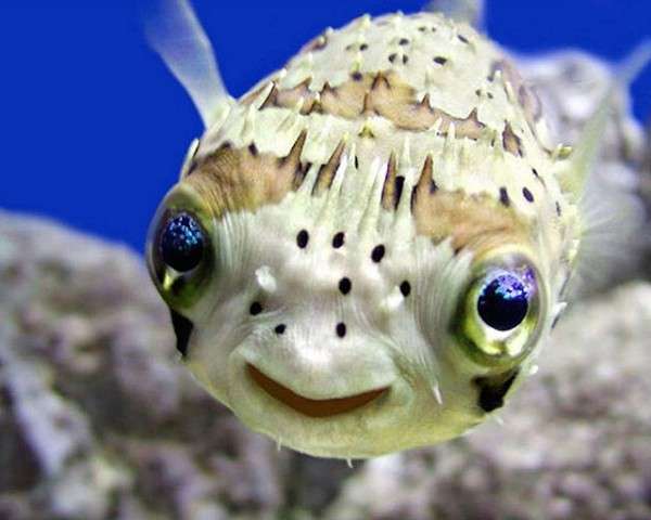 Un pesce felice