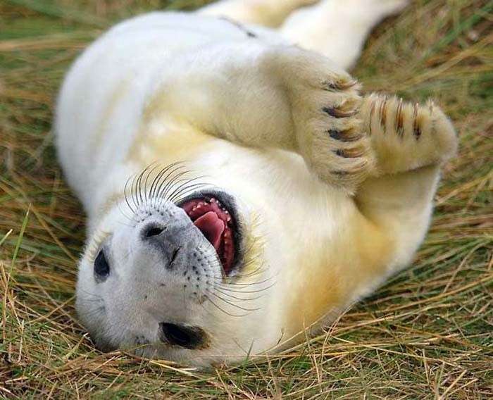 Una foca bianca che ride
