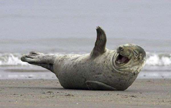 Una foca che ride in spiaggia