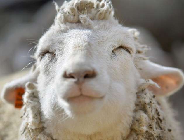 Una pecorella che sorride
