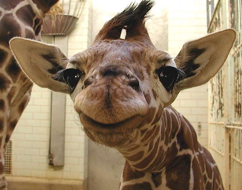 Una simpatica giraffa