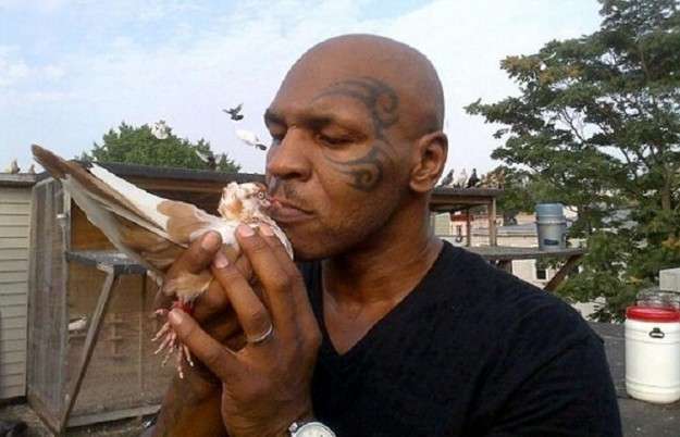 Mike Tyson alleva piccioni