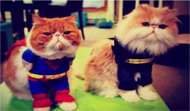 Adorabili gatti supereroi