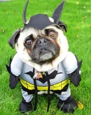 Cagnolino vestito da Batman