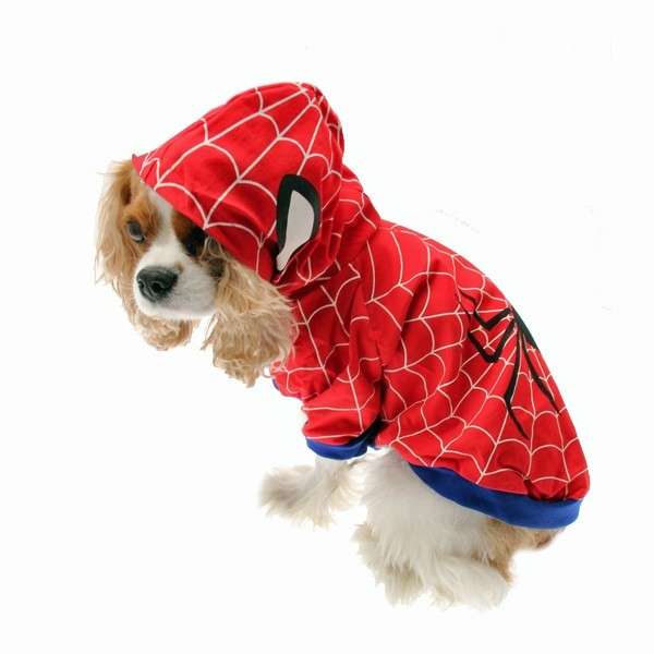 Cagnolino vestito da Spiderman