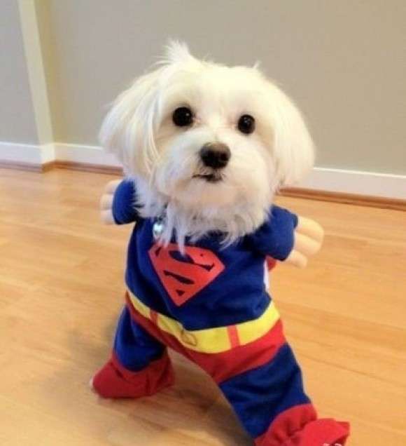 Dolce cagnolino come Superman