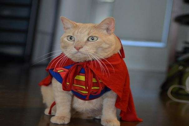 Dolce gatto vestito da Superman