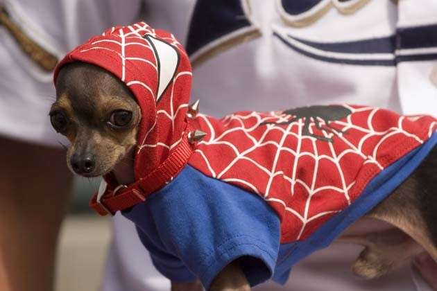 Dolcissimo cagnolino come Spiderman
