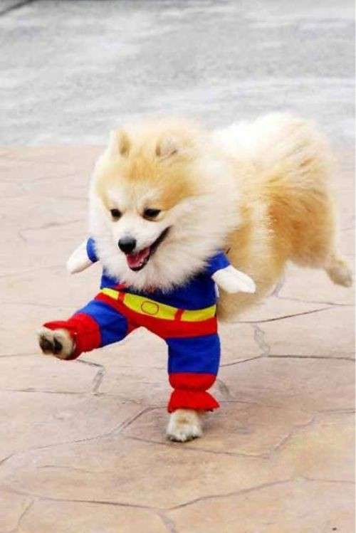Dolcissimo cane vestito da Superman