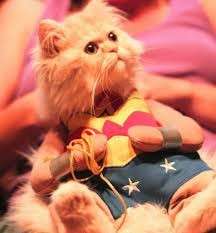 Dolcissimo gattino supereroe